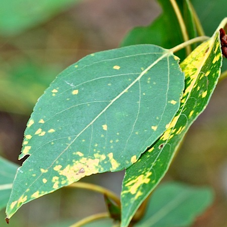 populus balsamifera