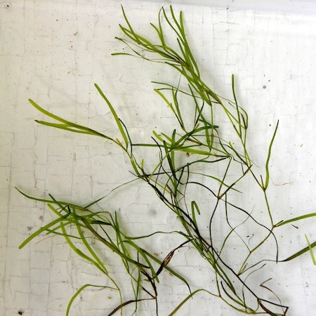 potamogeton berchtoldii