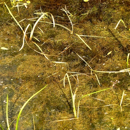 potamogeton berchtoldii