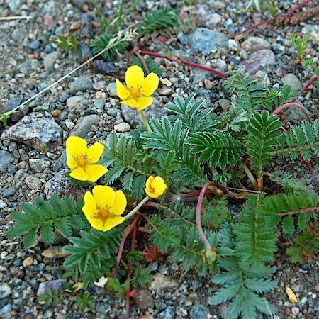 potentilla anserina