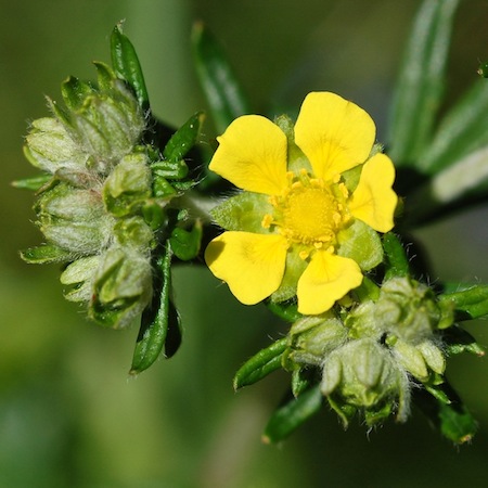 potentilla argentea