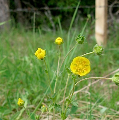 potentilla crantzii