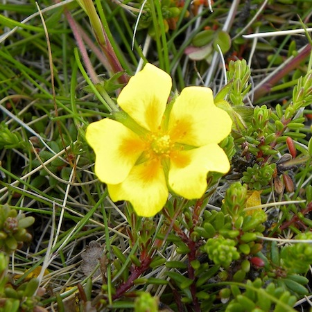potentilla crantzii