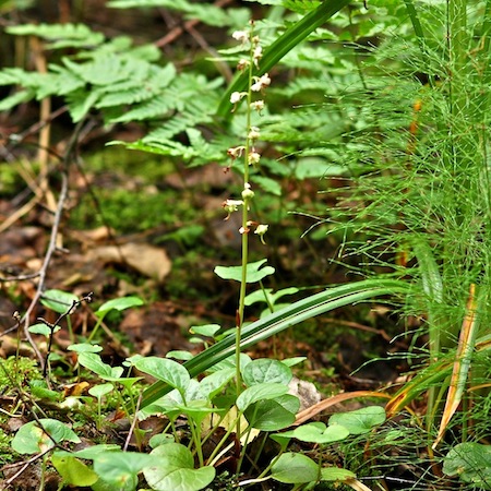 pyrola rotundifolia