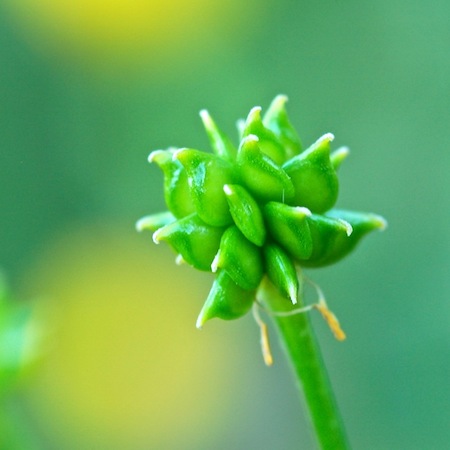 ranunculus polyanthemos
