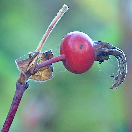 rosa spinosissima
