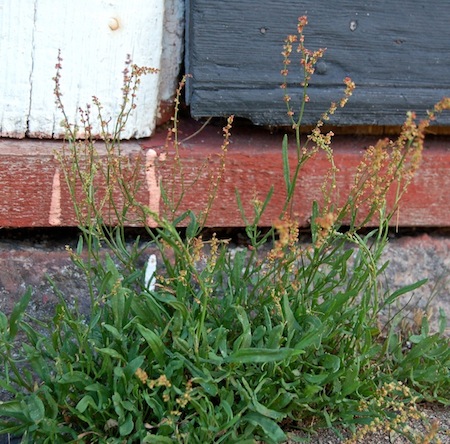 rumex acetosella