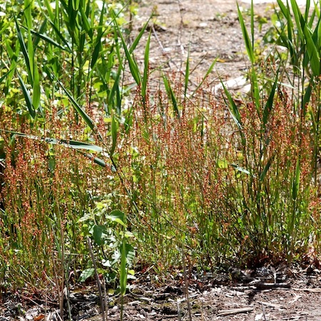 rumex acetosella