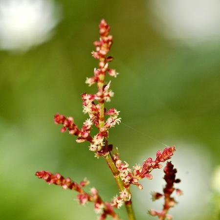 rumex acetosella