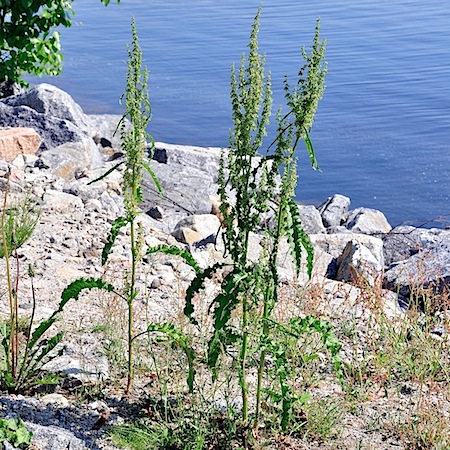 rumex longifolius
