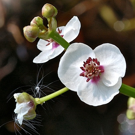 sagittaria sagittifolia