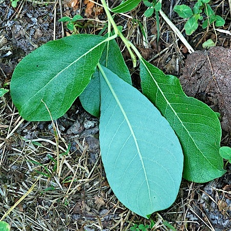 salix caprea