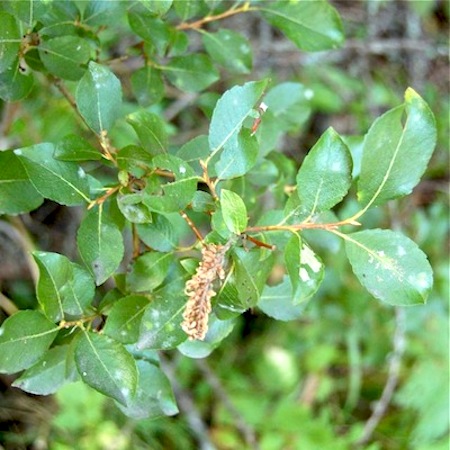salix starkeana