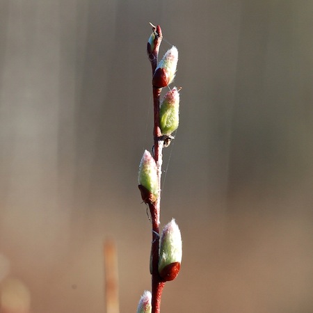 salix starkeana