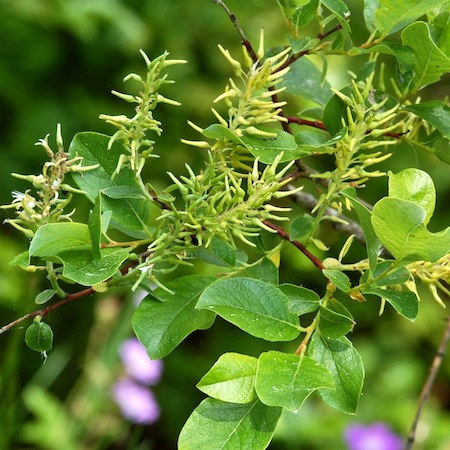 salix starkeana