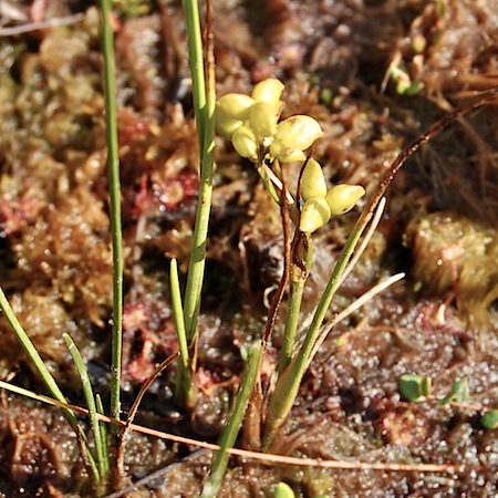 scheuchzeria palustris