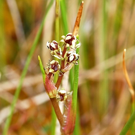 scheuchzeria palustris