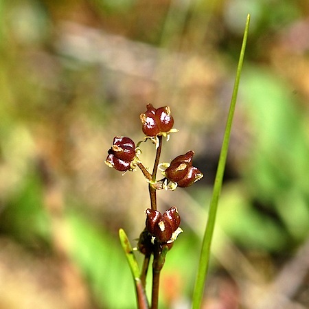 scheuchzeria palustris