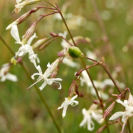 silene nutans