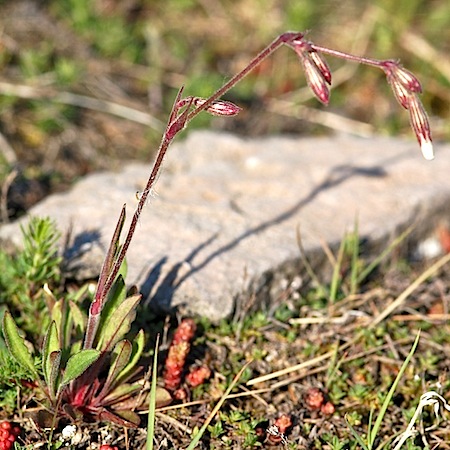 silene nutans