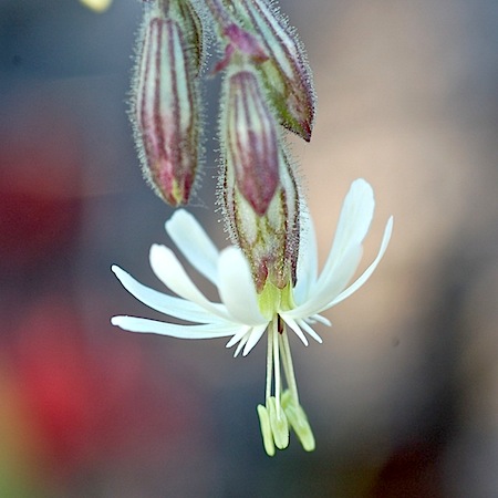 silene nutans
