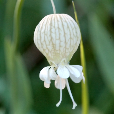 silene vulgaris