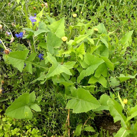 sonchus oleraceus