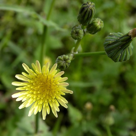 sonchus oleraceus