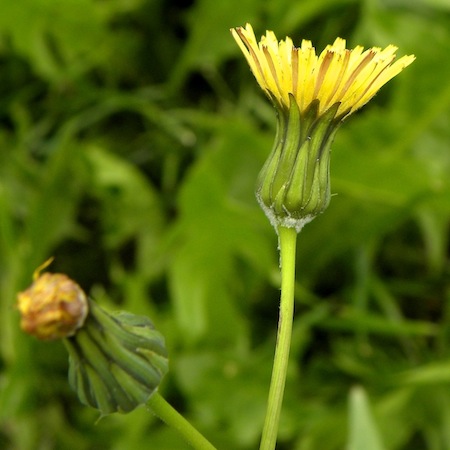 sonchus oleraceus