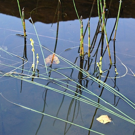 sparganium gramineum