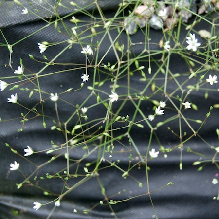 stellaria graminea