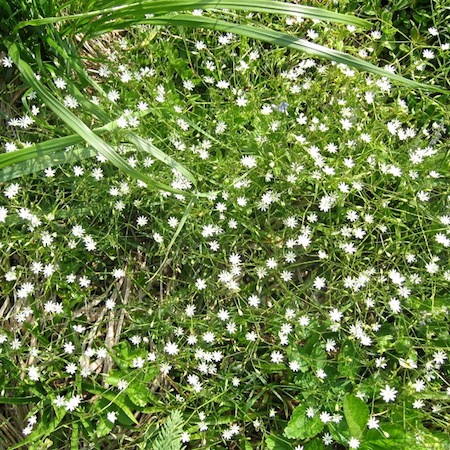 stellaria longifolia
