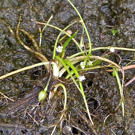 subularia aquatica