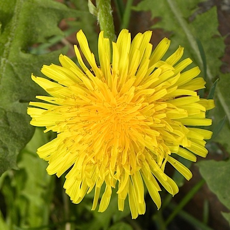 taraxacum sp.