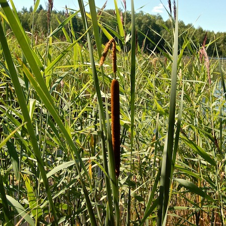 typha angustifolia