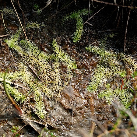 utricularia intermedia