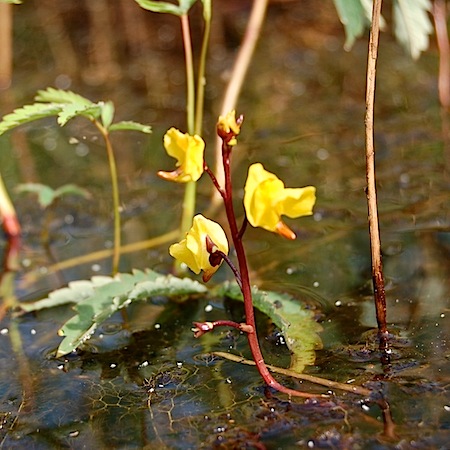 utricularia vulgaris
