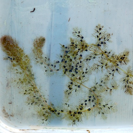 utricularia vulgaris