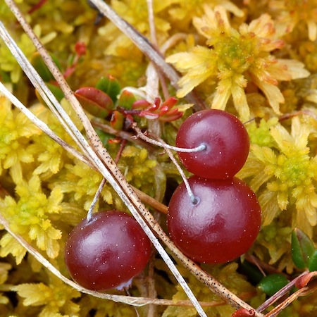 vaccinium oxycoccos