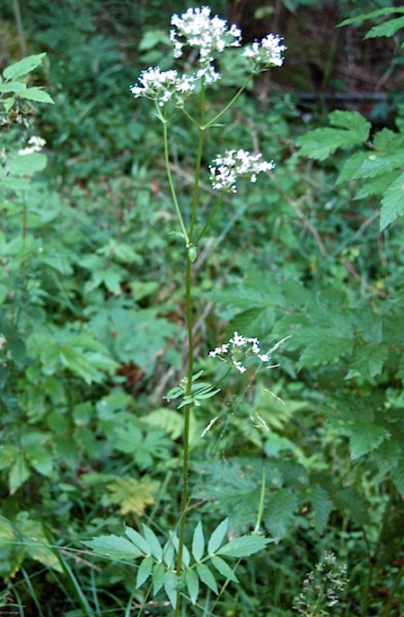 valeriana sambucifolia