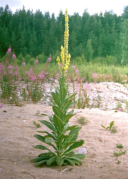 Ukontulikukka Ukontulikukka