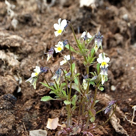 viola arvensis