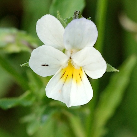 viola arvensis