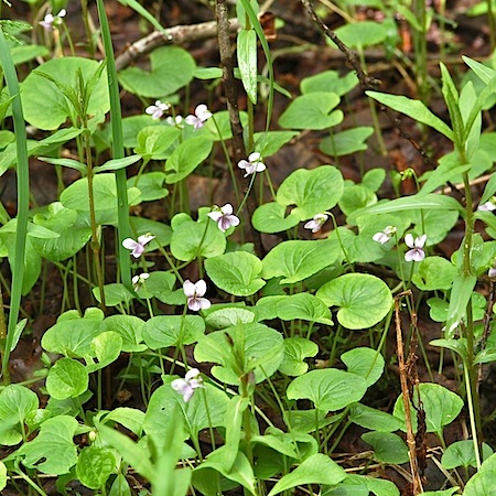 viola palustris