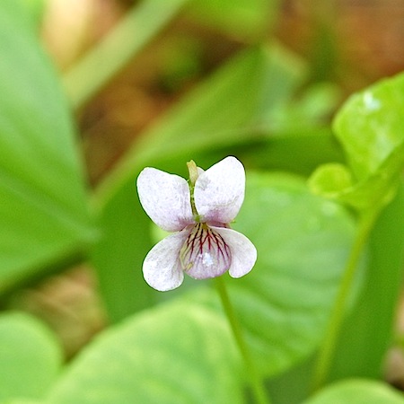 viola palustris