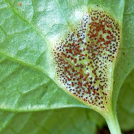 puccinia ferguddsnii