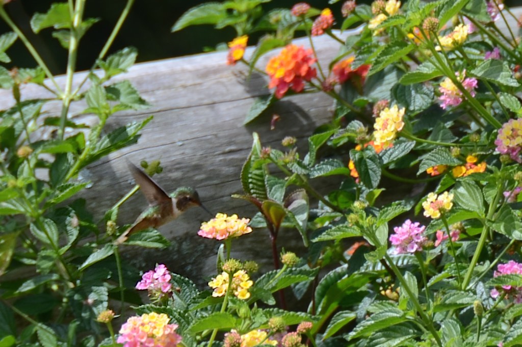 CR-kolibri